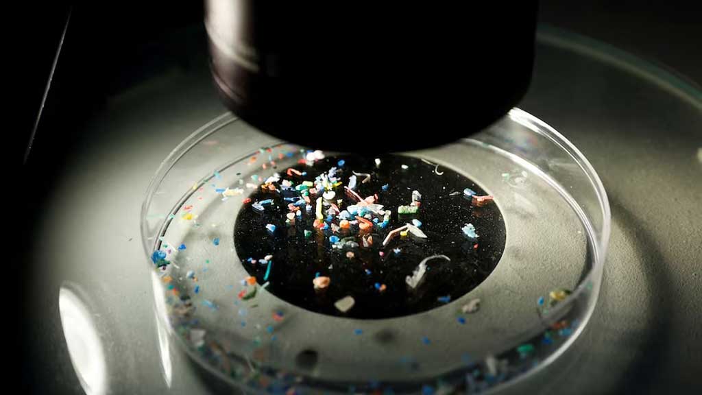 সামুদ্রিক খাবারে ব্যাপক মাইক্রোপ্লাস্টিক দূষণ