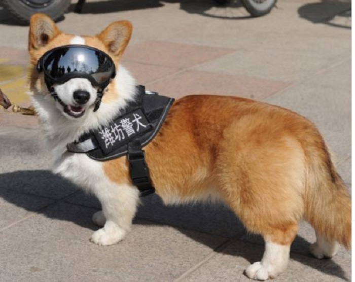 ‘ফু জাই’ নামে কুকুরের চার লাখ অনুসারী