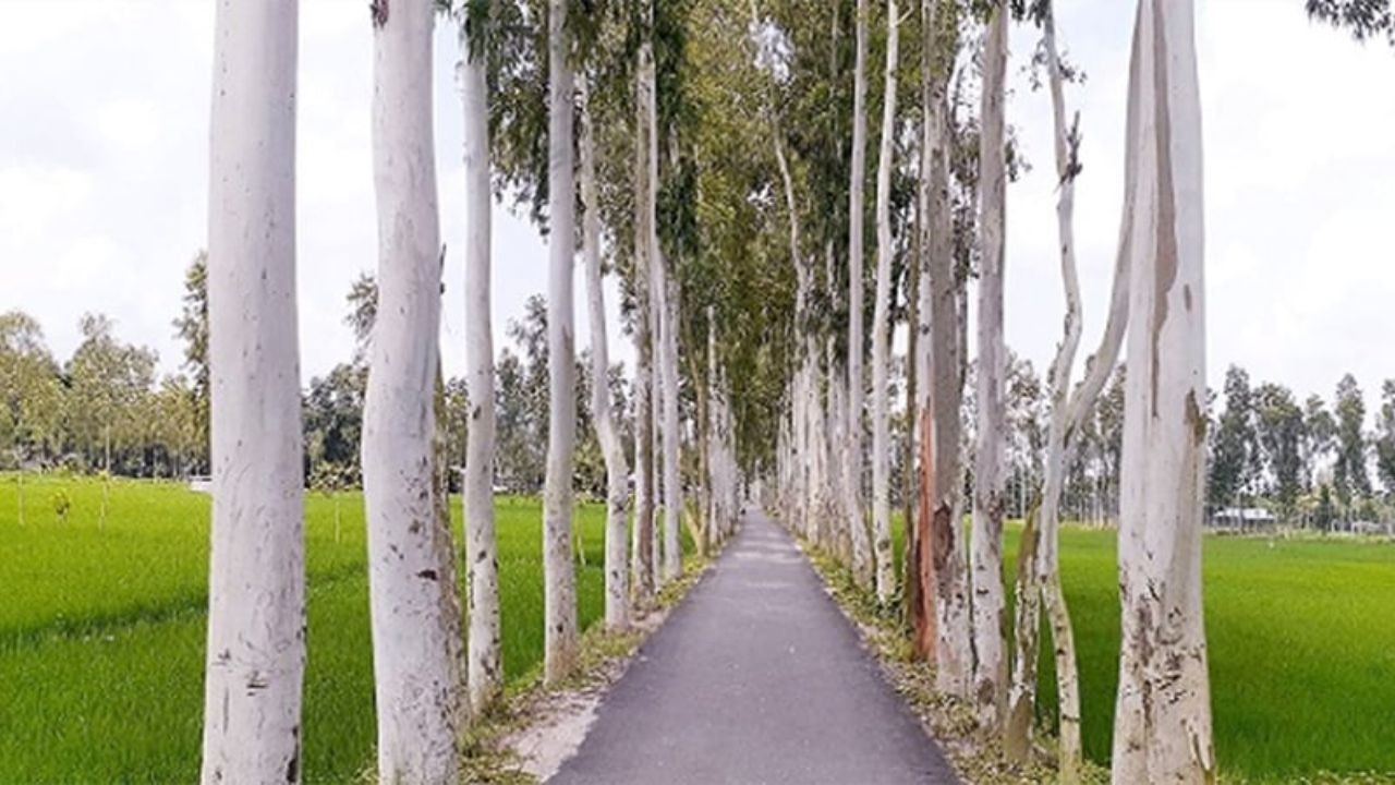 আগ্রাসী ইউক্যালিপটাস, আকাশমনি নিষিদ্ধ