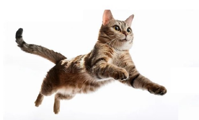 লাফ দিয়ে অস্কারের গিনেস ওয়ার্ল্ড রেকর্ডস