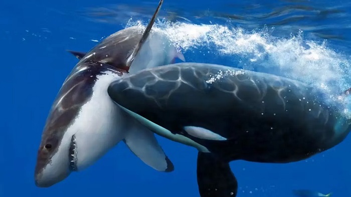 ভালো খাবার শেষে গান গায় তিমি