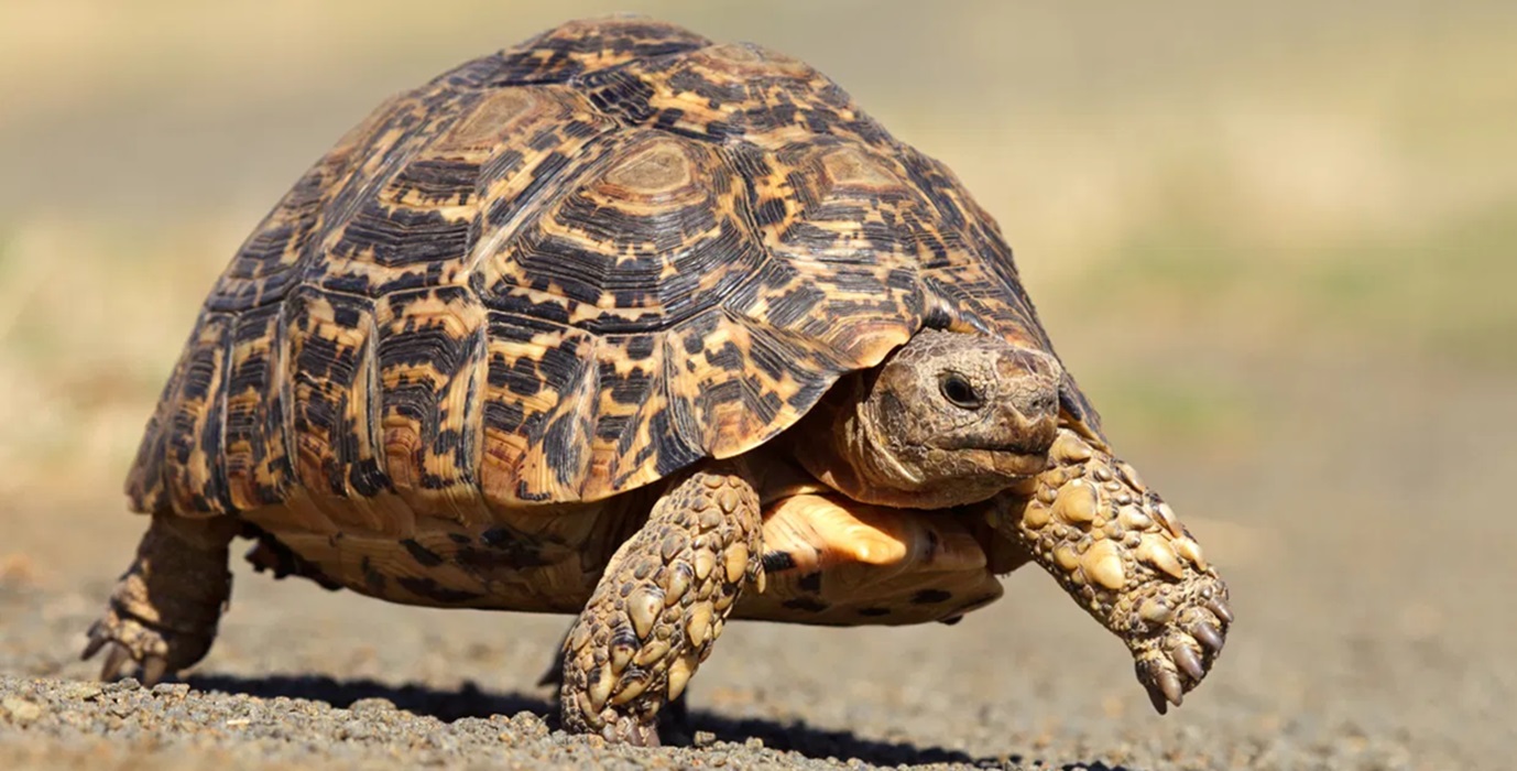 বাবা-মা হলেন শতবর্ষী কাছিম যুগল