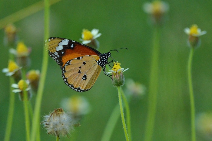 যুক্তরাষ্ট্রের ২২ শতাংশ প্রজাপতি বিলুপ্ত