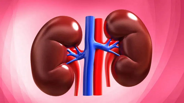কিডনির রোগে বছরে ১৭ হাজার মানুষের মৃত্যু