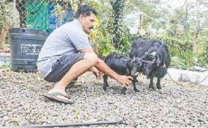 বিশ্বের সবচেয়ে খাটো ছাগল ‘কুরুম্বি’
